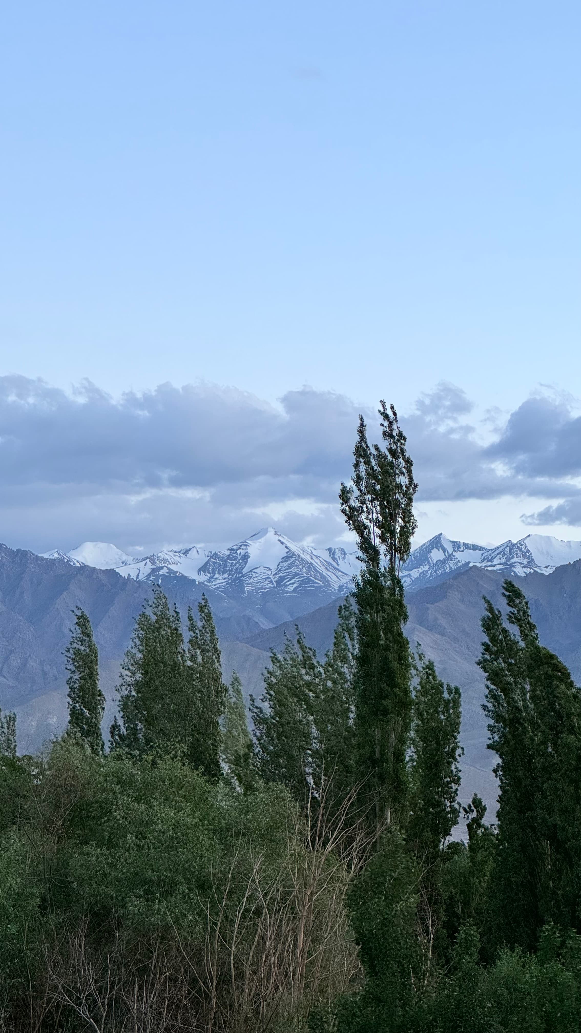 Snow-capped peaks framed by poplar trees at dusk in Leh
